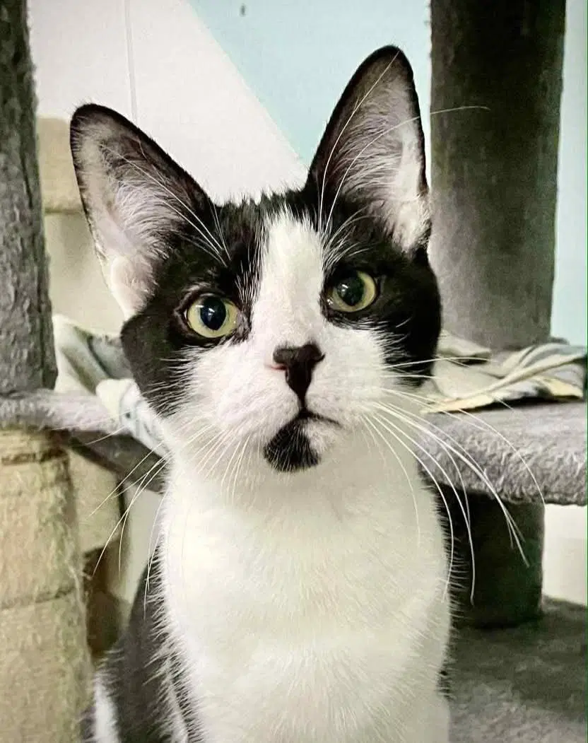 Patrick - Domestic Short Hair