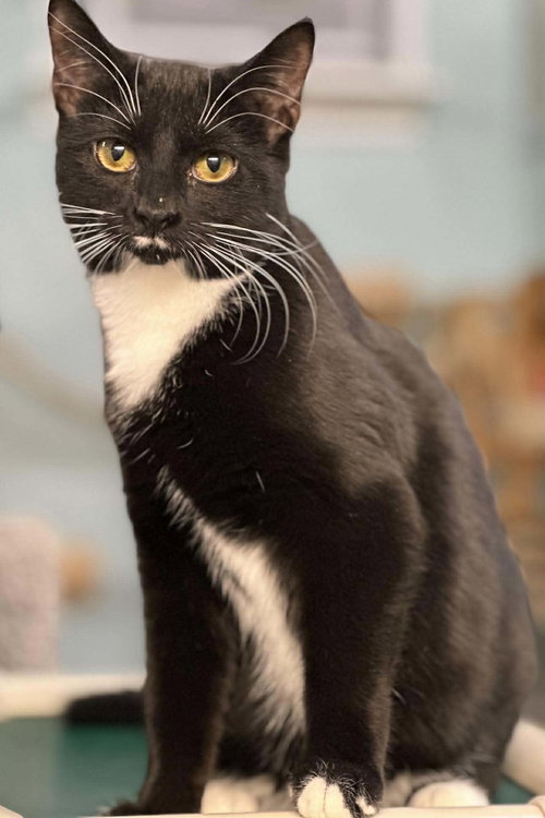 picture of the cat needing adoption
