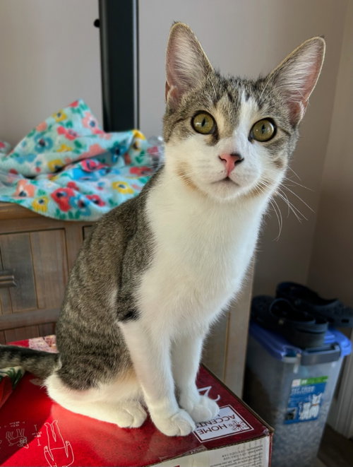 picture of the cat needing adoption