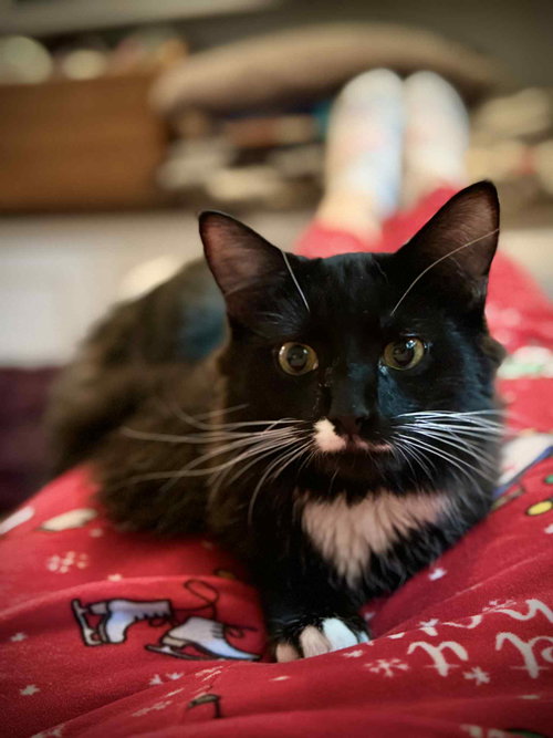 picture of the cat needing adoption