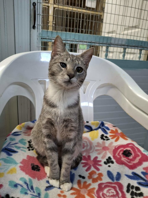 picture of the cat needing adoption