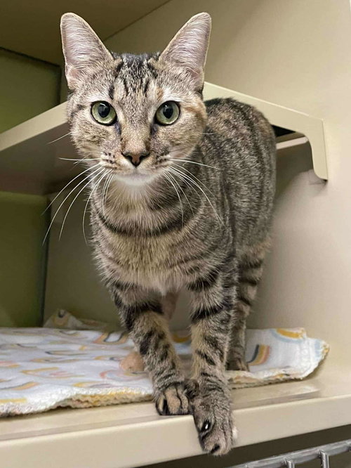 picture of the cat needing adoption