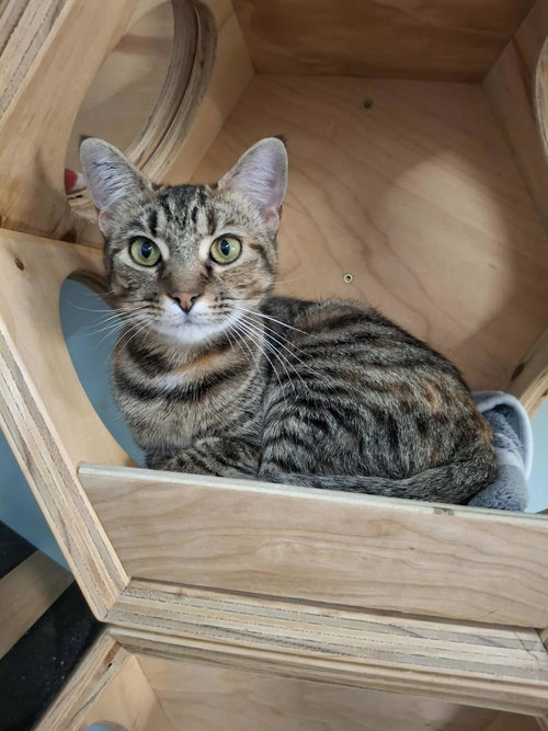 picture of the cat needing adoption