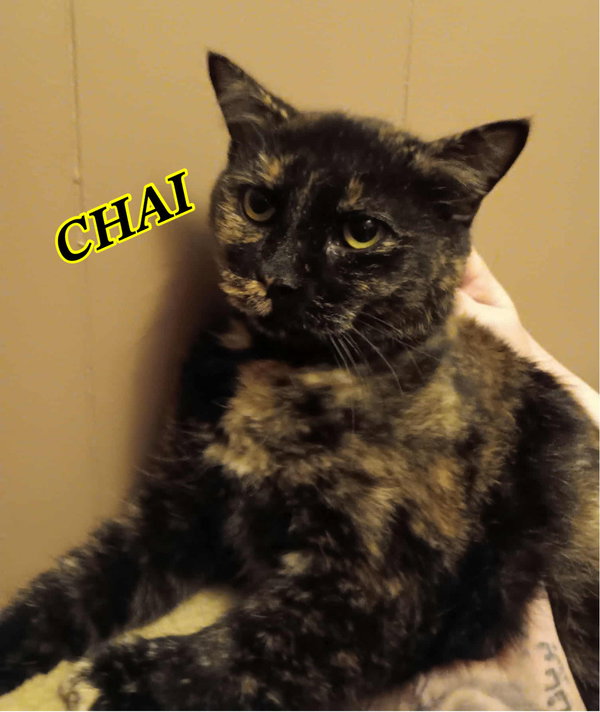 Chai