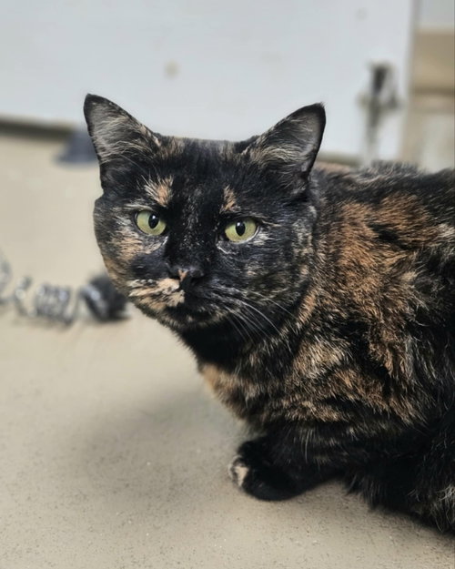 picture of the cat needing adoption