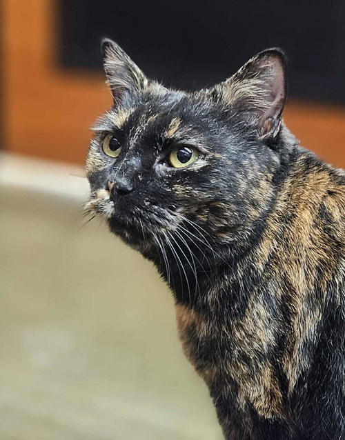 picture of the cat needing adoption