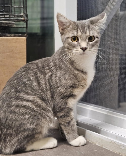 picture of the cat needing adoption