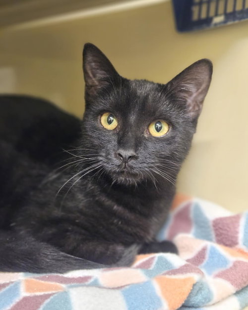 picture of the cat needing adoption