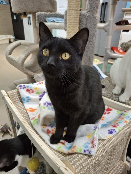 picture of the cat needing adoption
