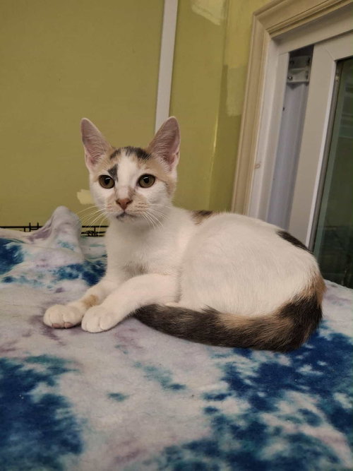 picture of the cat needing adoption