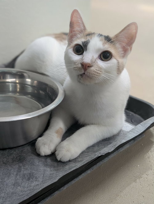 picture of the cat needing adoption