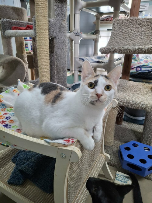 Casey AND Willow, an adoptable Domestic Short Hair in Gonic, NH