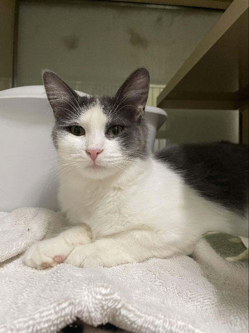 picture of the cat needing adoption