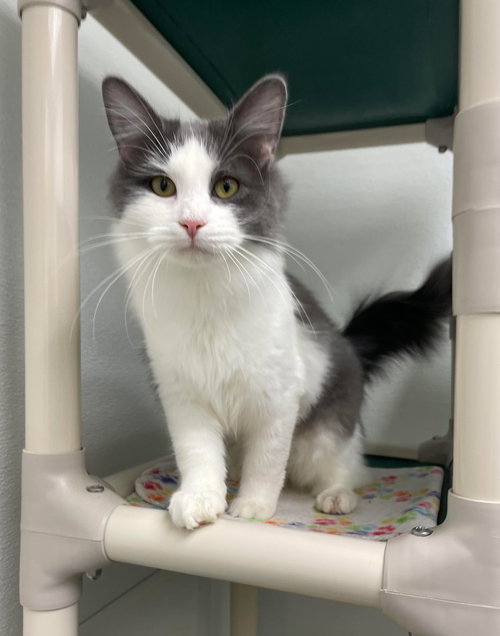 picture of the cat needing adoption