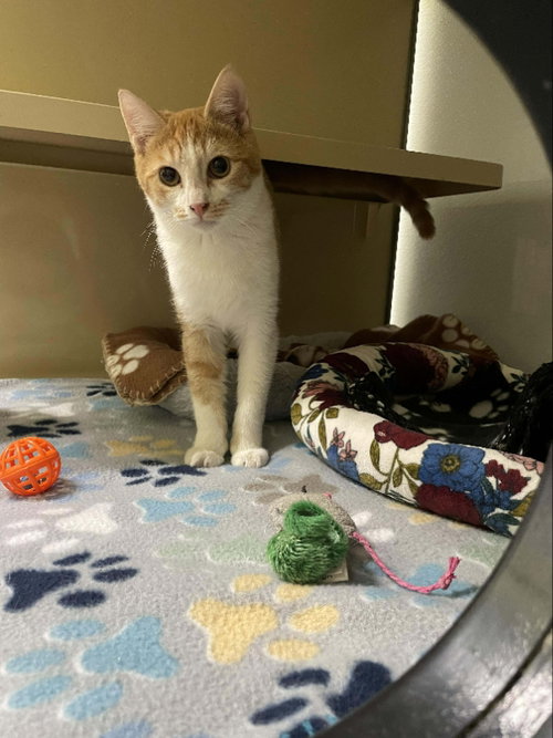 picture of the cat needing adoption