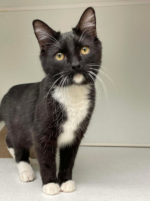 picture of the cat needing adoption