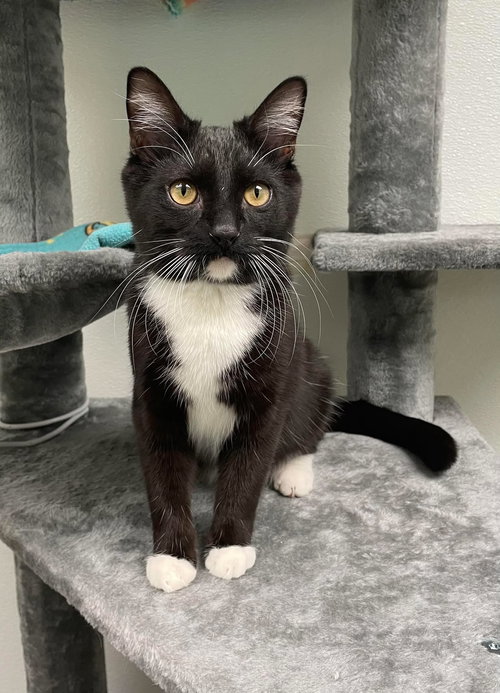 picture of the cat needing adoption