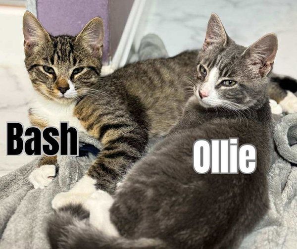 Bash AND Ollie