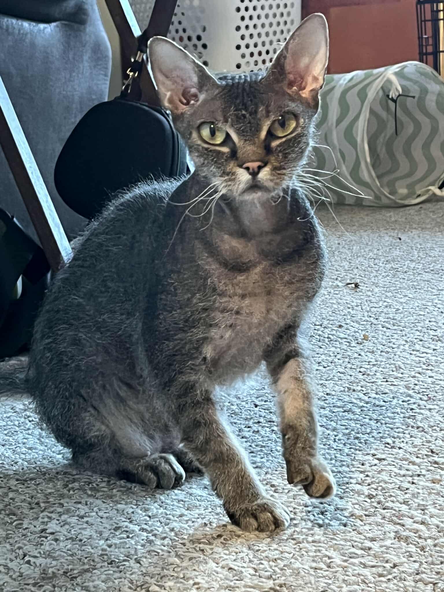 Ida