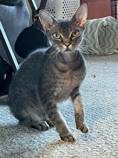 picture of the cat needing adoption