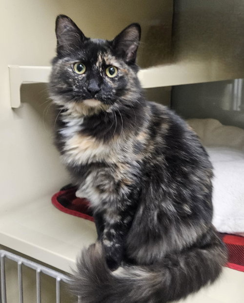 picture of the cat needing adoption