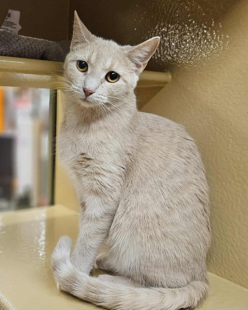 picture of the cat needing adoption