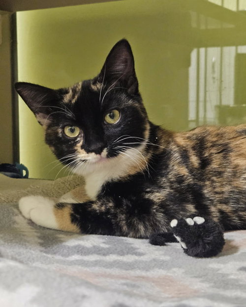 picture of the cat needing adoption
