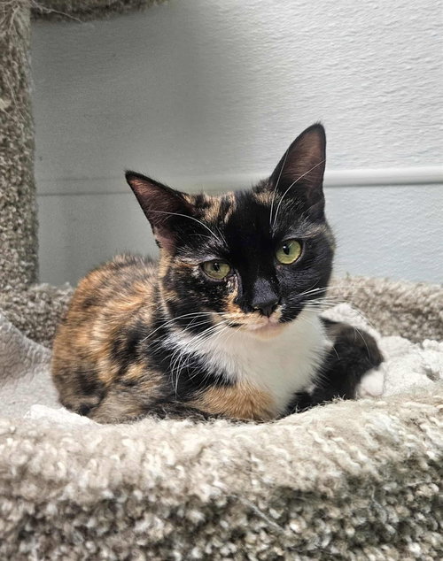 picture of the cat needing adoption