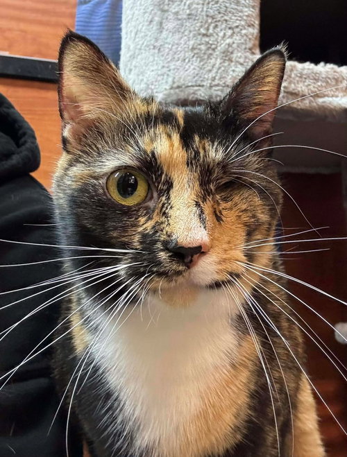 picture of the cat needing adoption