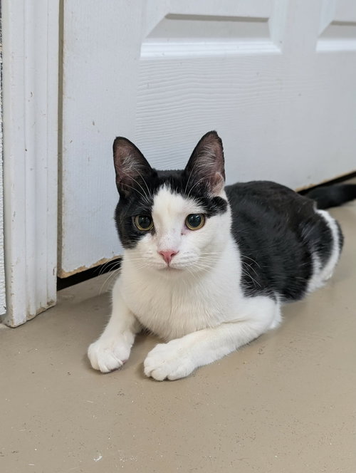picture of the cat needing adoption