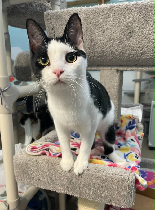 Rocket AND Bandit, an adoptable Domestic Short Hair in Gonic, NH