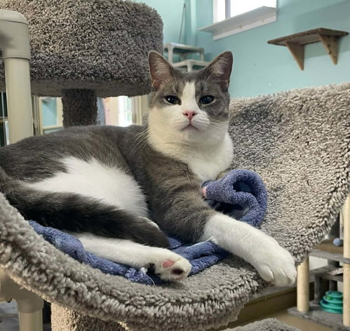 Bandit AND Rocket, an adoptable Domestic Short Hair in Gonic, NH