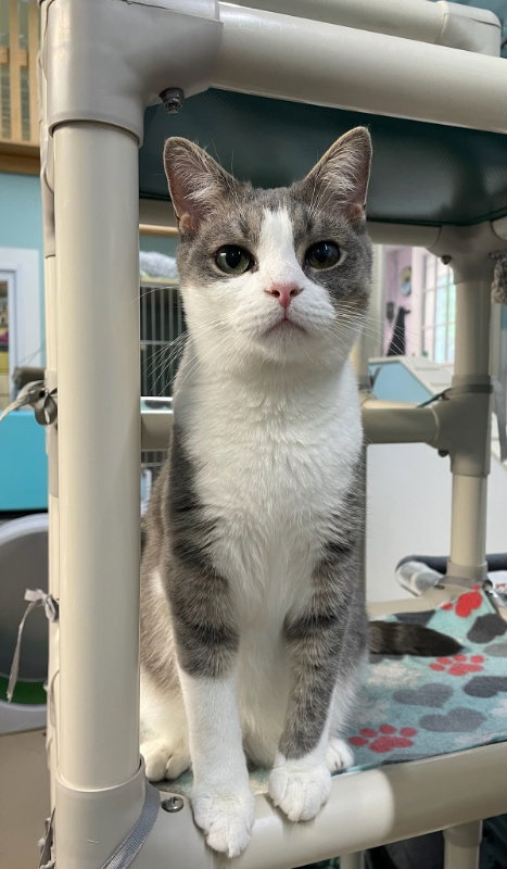 Bandit AND Rocket, Young Domestic Short Hair (short coat), cat for adoption in Nashua, New Hampshire
