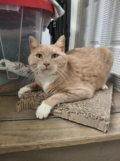 picture of the cat needing adoption