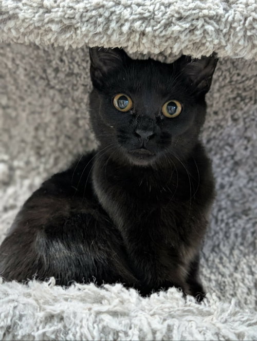 picture of the cat needing adoption