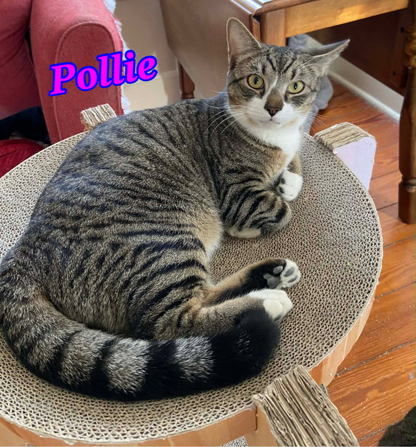 Pollie AND Rollie