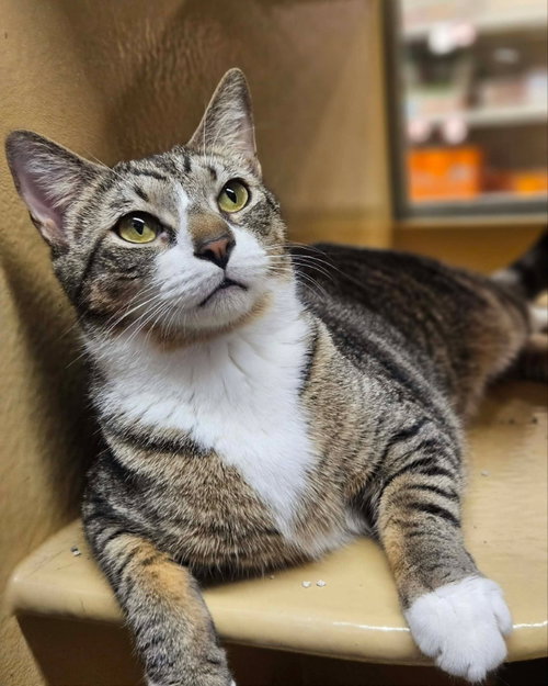 Pollie AND Rollie, Young Domestic Short Hair (short coat), cat for adoption in Beverly, Massachusetts