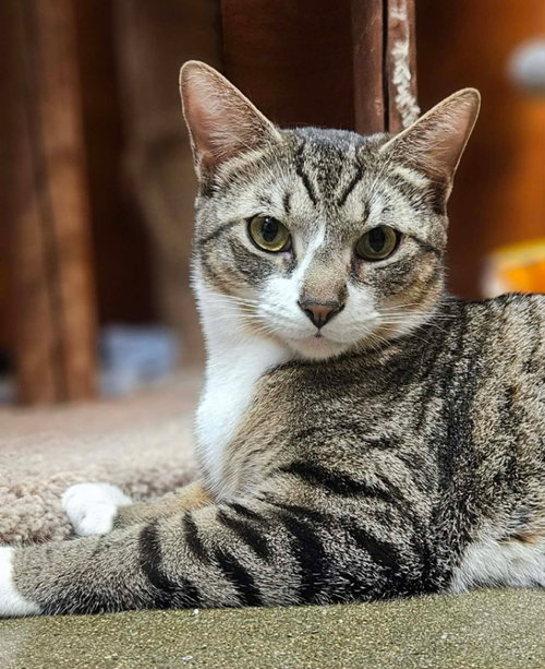 Pollie AND Rollie, an adoptable Domestic Short Hair in Gonic, NH