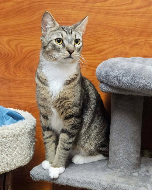 Rollie AND Pollie, an adoptable Domestic Short Hair in Gonic, NH