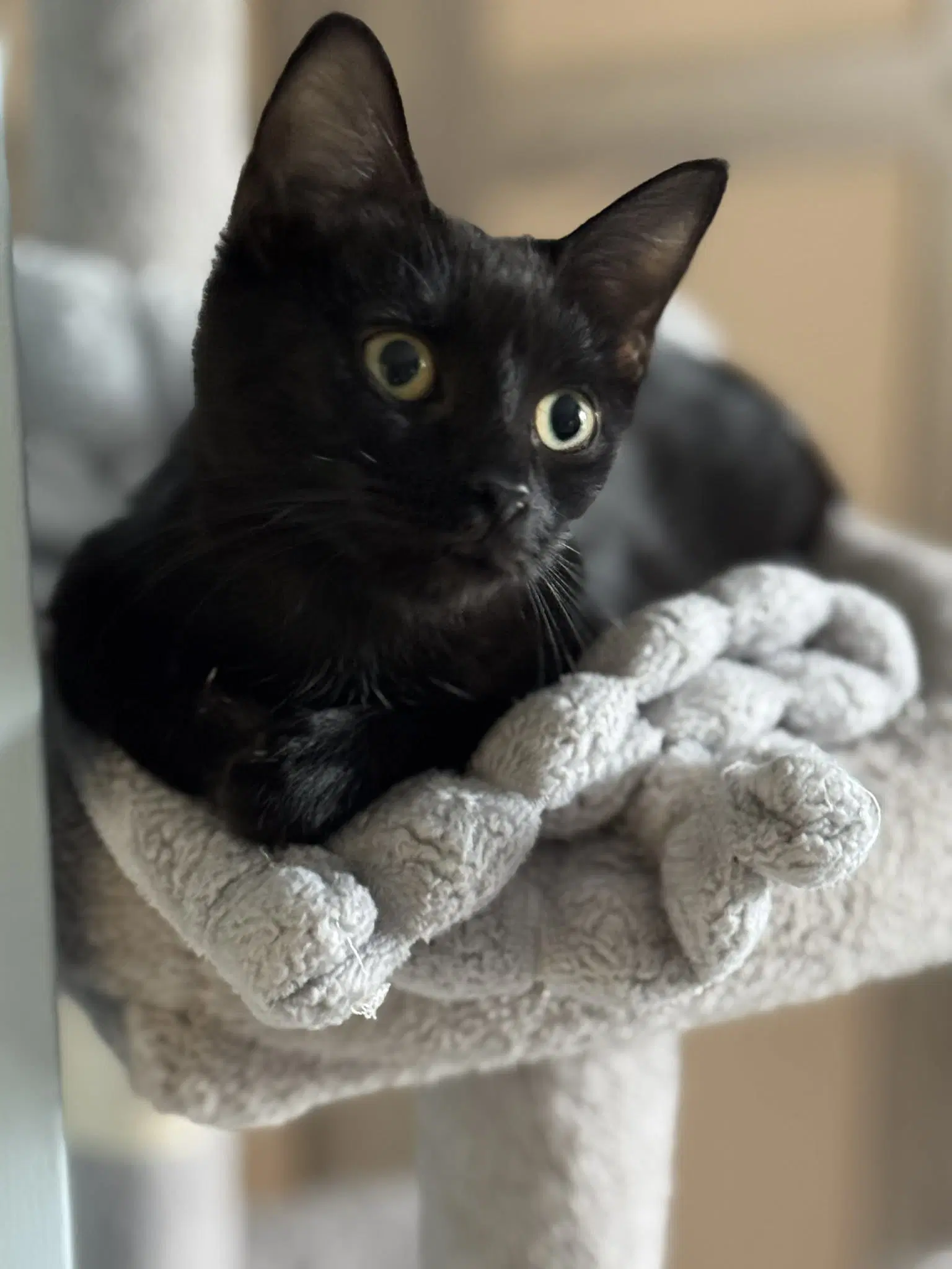 Trixie image 4
