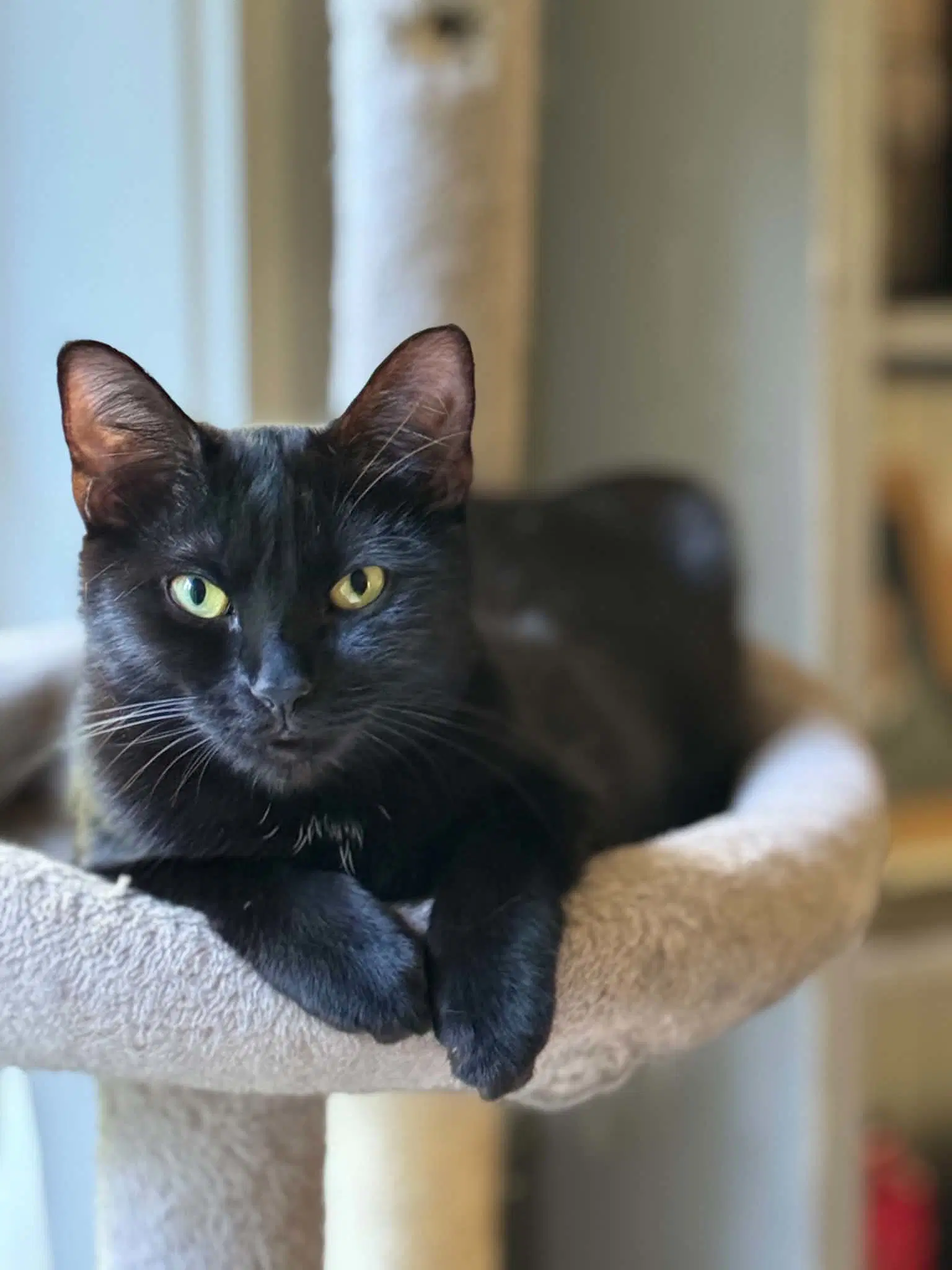 Trixie - Domestic Short Hair