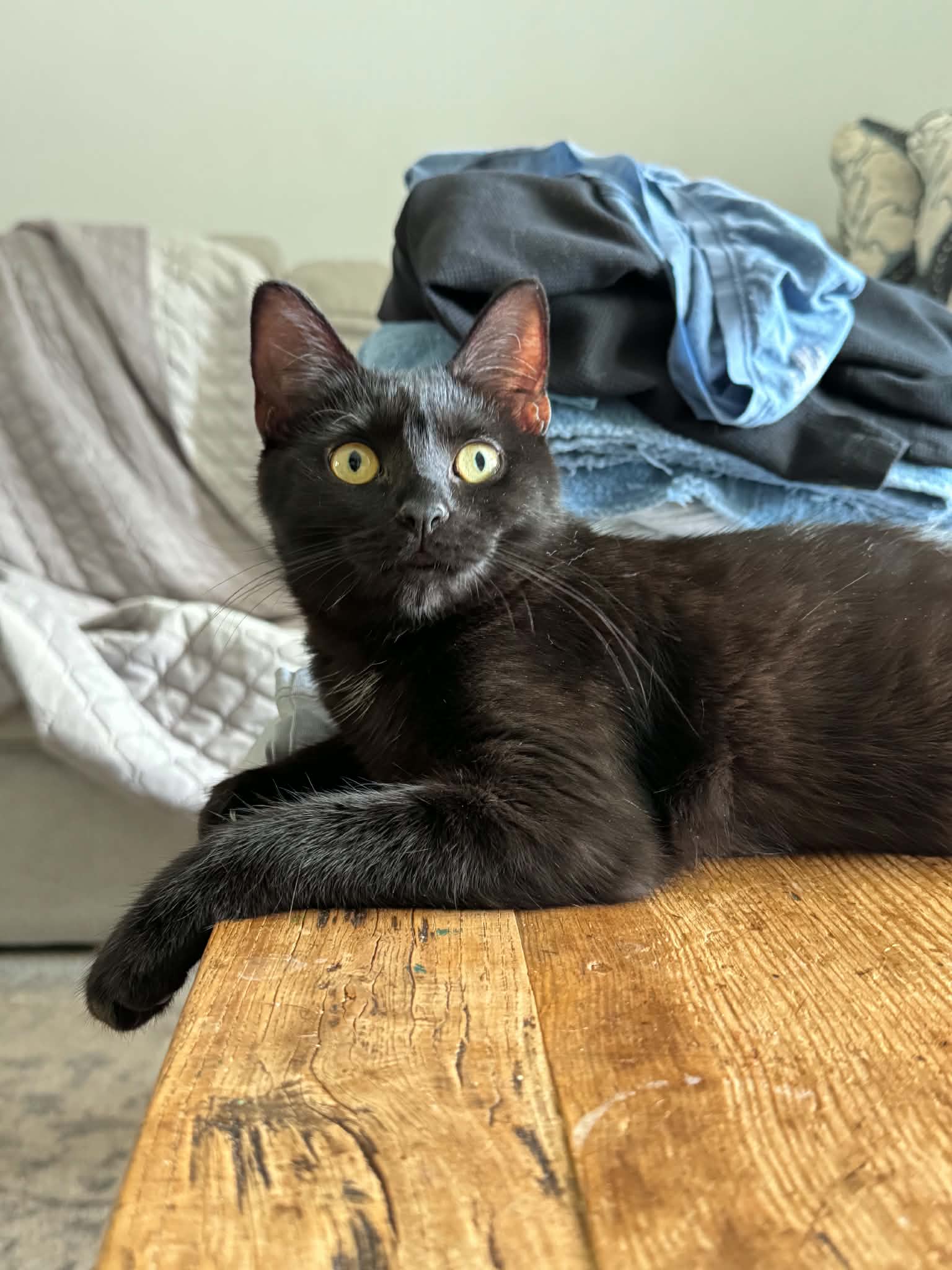 Trixie image 2