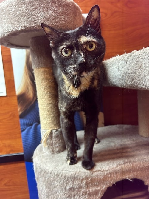 Lola AT Petsmart Rochester, Adult Tortoiseshell (short coat), cat for adoption in Beverly, Massachusetts