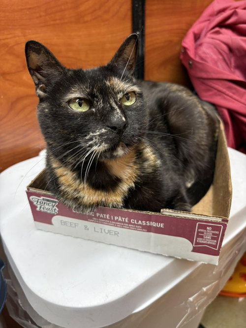 Lola, an adoptable Tortoiseshell in Gonic, NH