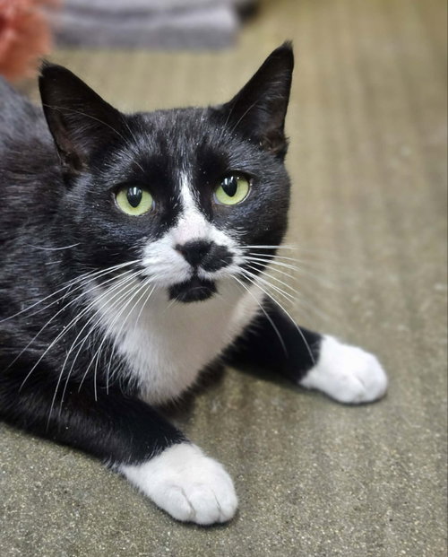 picture of the cat needing adoption