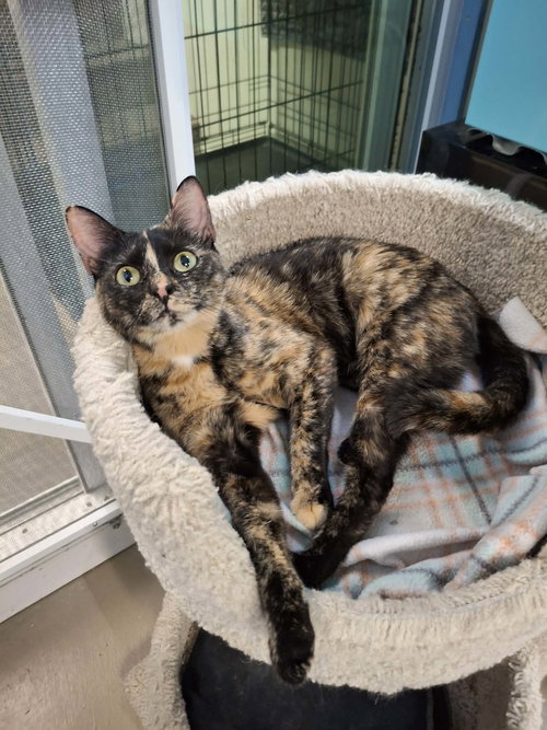 picture of the cat needing adoption