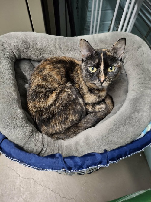 picture of the cat needing adoption
