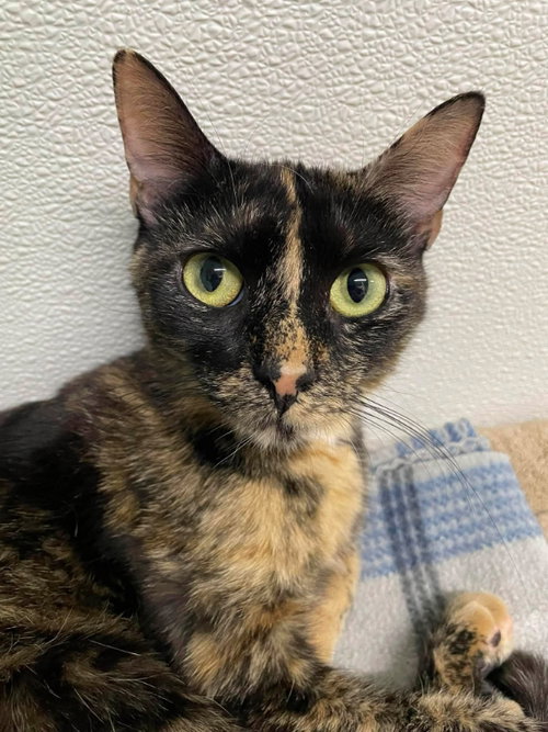 picture of the cat needing adoption