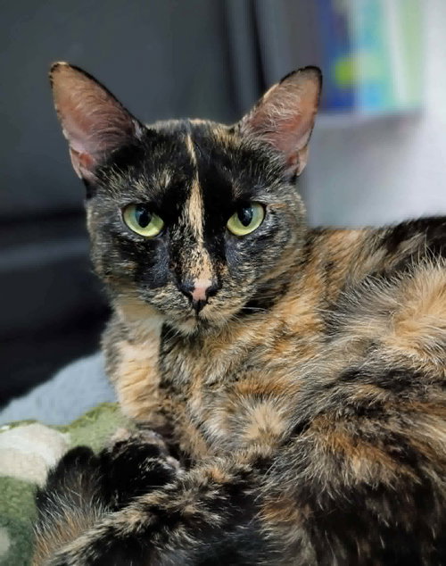 Sassy, an adoptable Domestic Short Hair in Gonic, NH