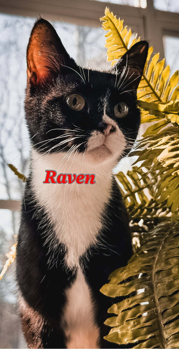 Raven